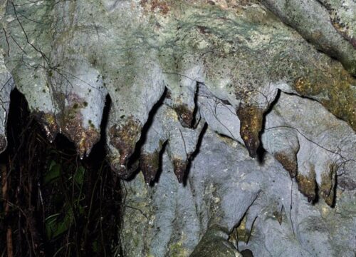 Amabere-ga-nyina-mwiru-gorillatrekk