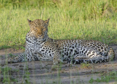 African leopard
