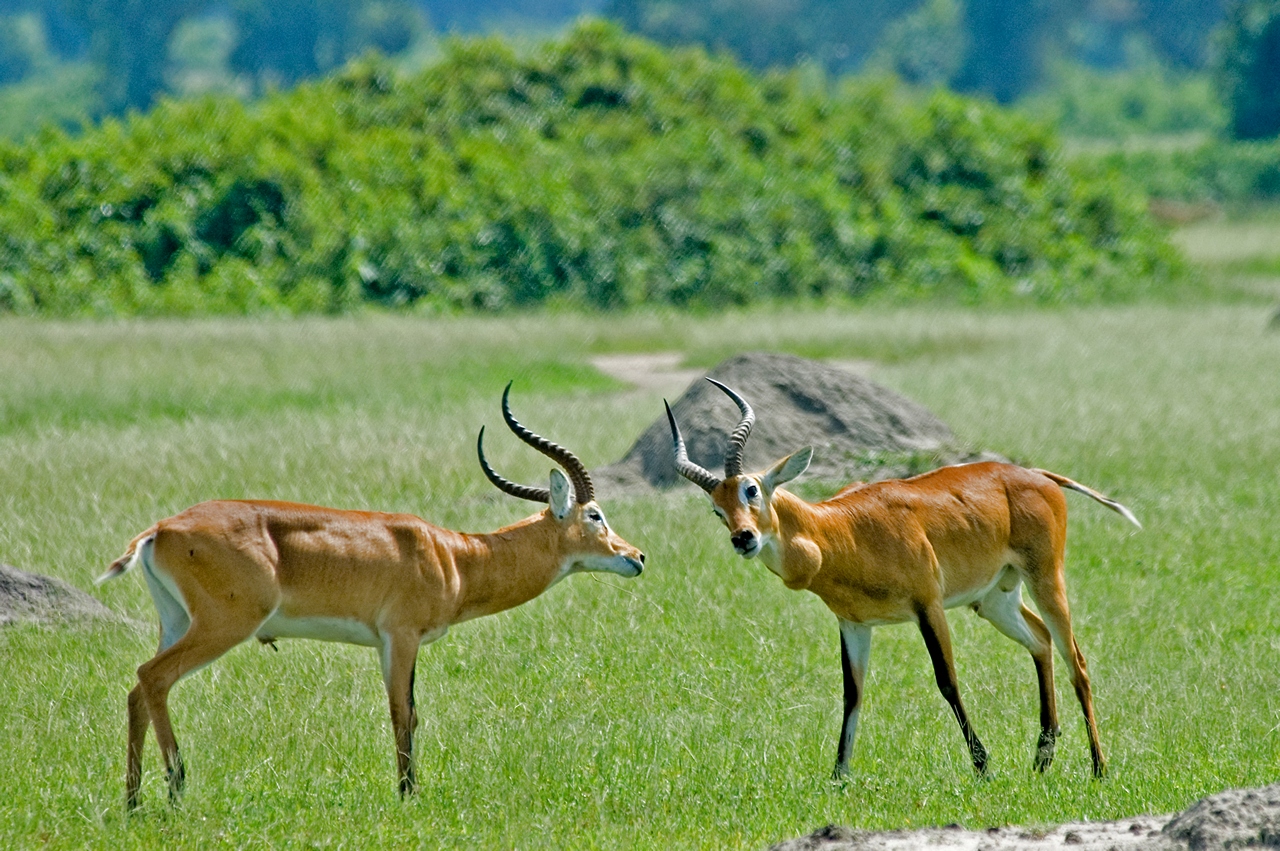 14 Days Gorilla Safari & Source Of The Nile