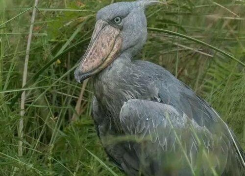 Shoebill