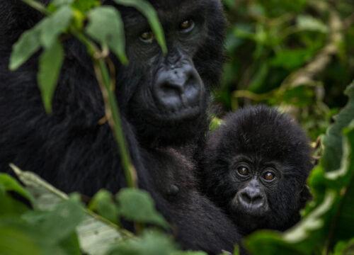 7 Days Gorilla Safari Bwindi and Wildlife Safari