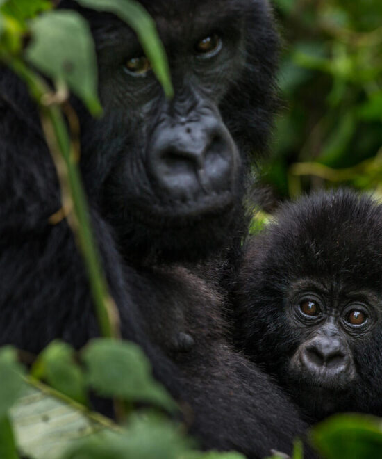 Ultimate Guide to Gorilla Tracking in Uganda