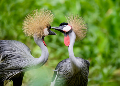 The Grey Crowned Crane