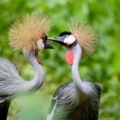 Birds of Uganda - The Grey Crowned Crane