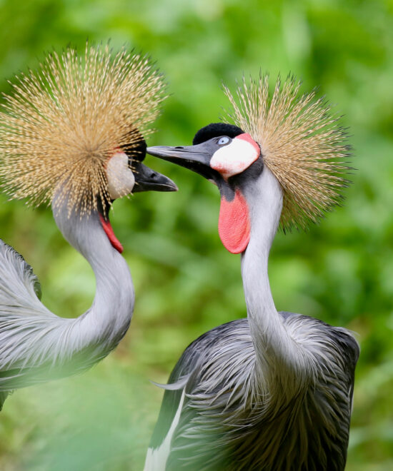 Discover Uganda’s Premier Birding Adventures