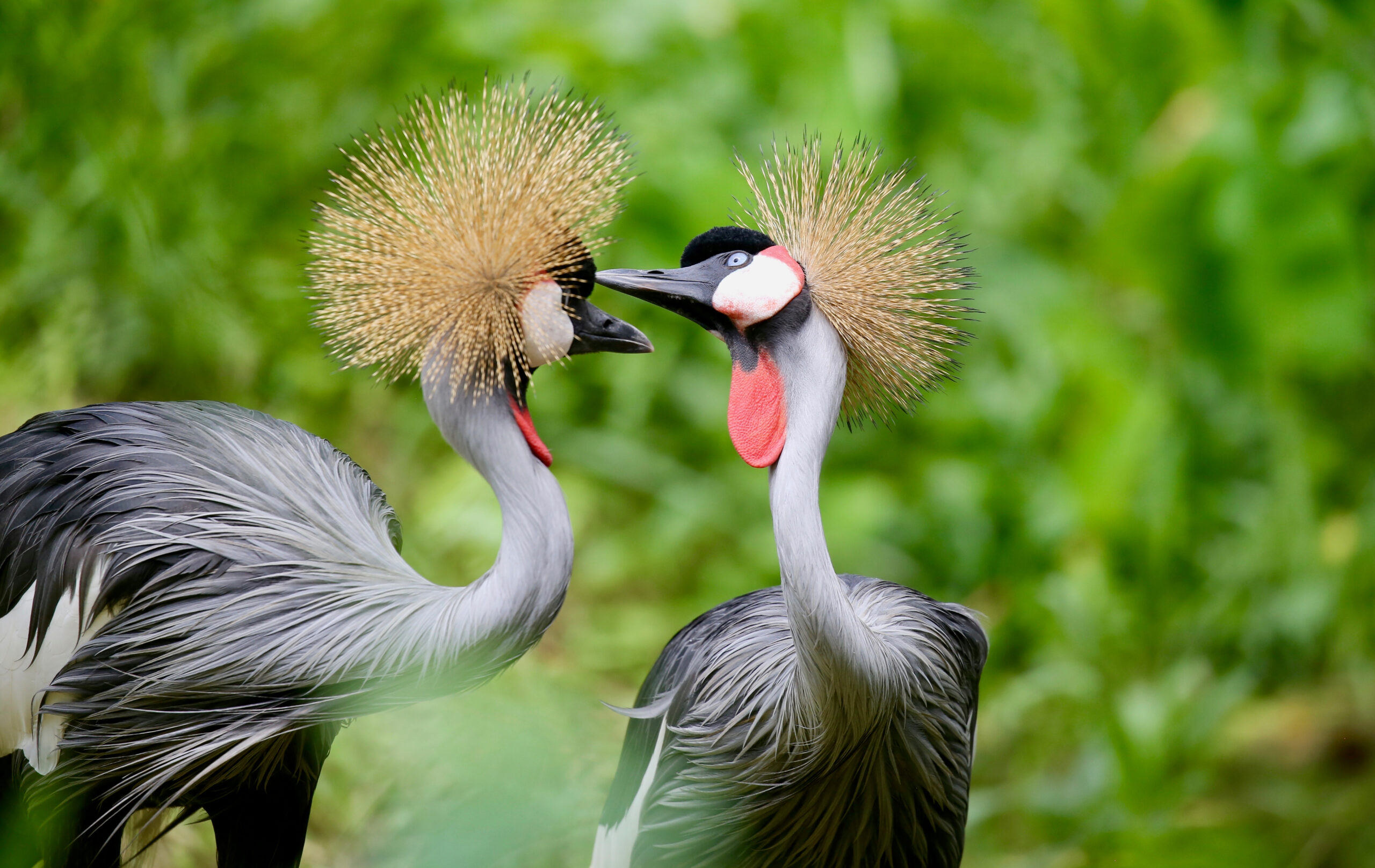 Birds of Uganda - The Grey Crowned Crane