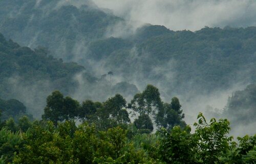Bwindi-Impenetrable-National-Park