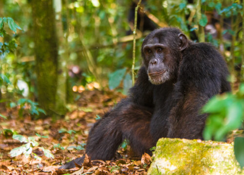 1 Day Ngamba Island Chimpanzee Tour