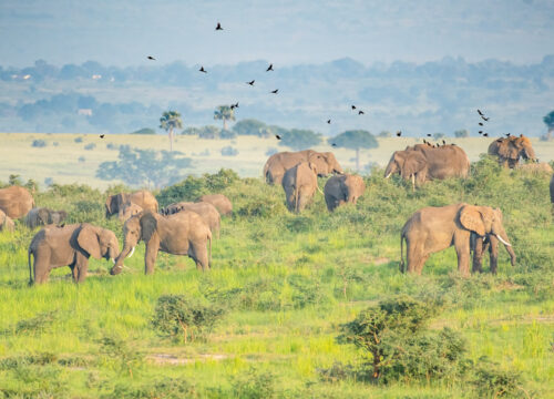 Large-herd-of-African-Elephants-Murchison-Falls-National-Park-Uganda