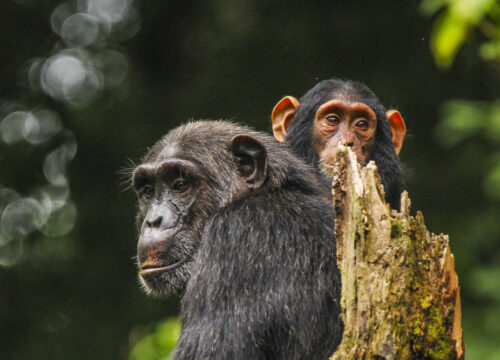 3 Days Chimpanzee Habituation Experience Kibale Safari