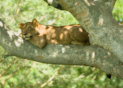 11 Days Uganda Safari