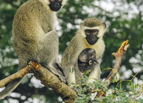 3 Day Visit Queen Elizabeth National Park