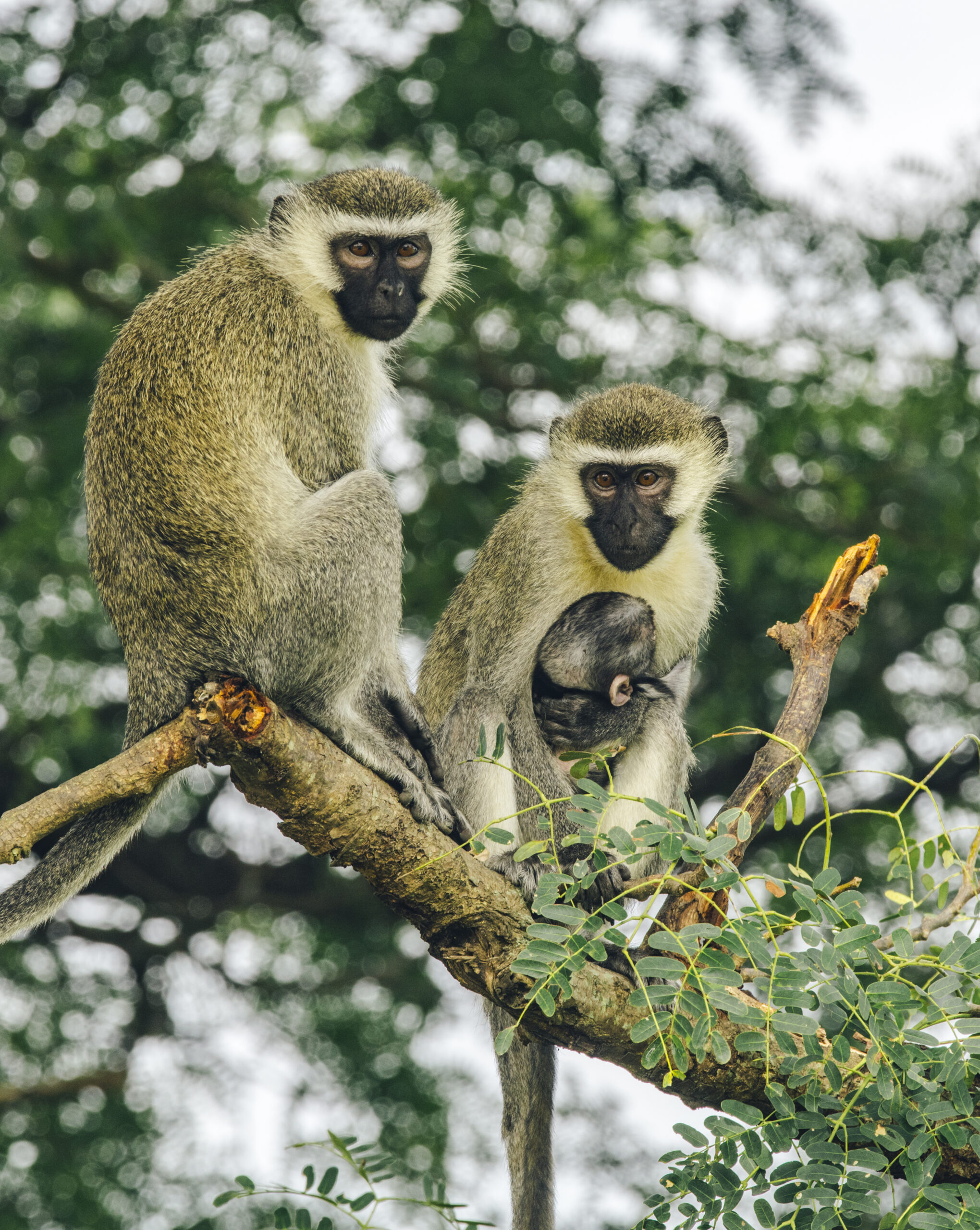 3 Day Visit Queen Elizabeth National Park