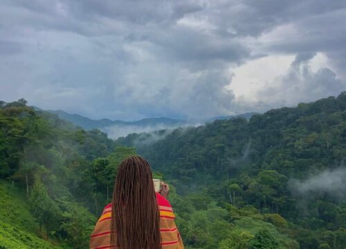 Uganda forest view