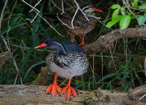 14 Days Uganda Birding Safari