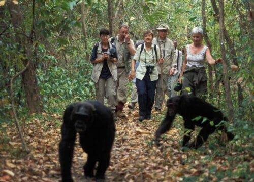 chimpanzee-tracking