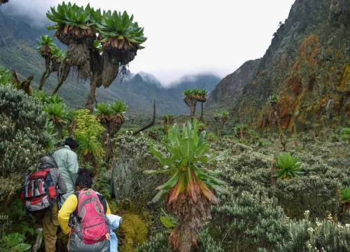 vegetation-in-the-rwenzoris