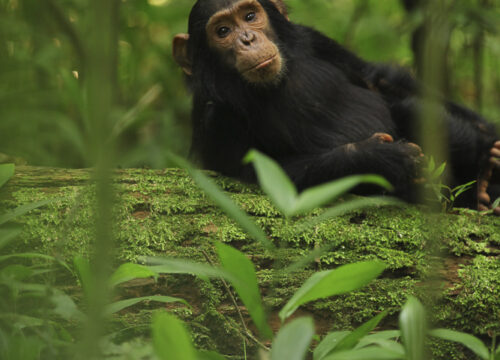 Susannah - infant female