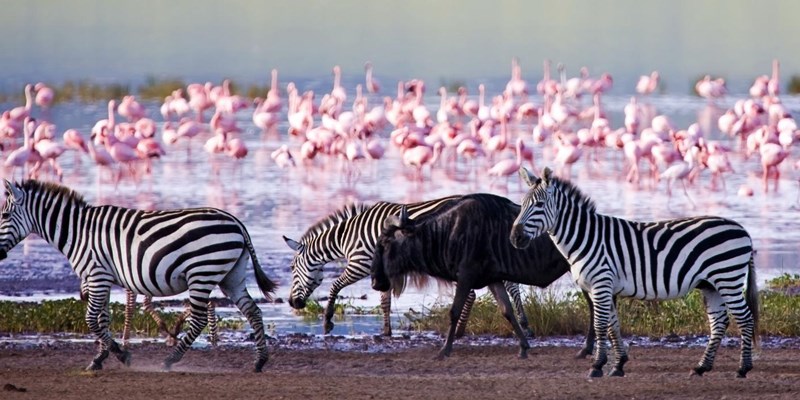 Wild-Animals-in-Lake-Nakuru-National-Park